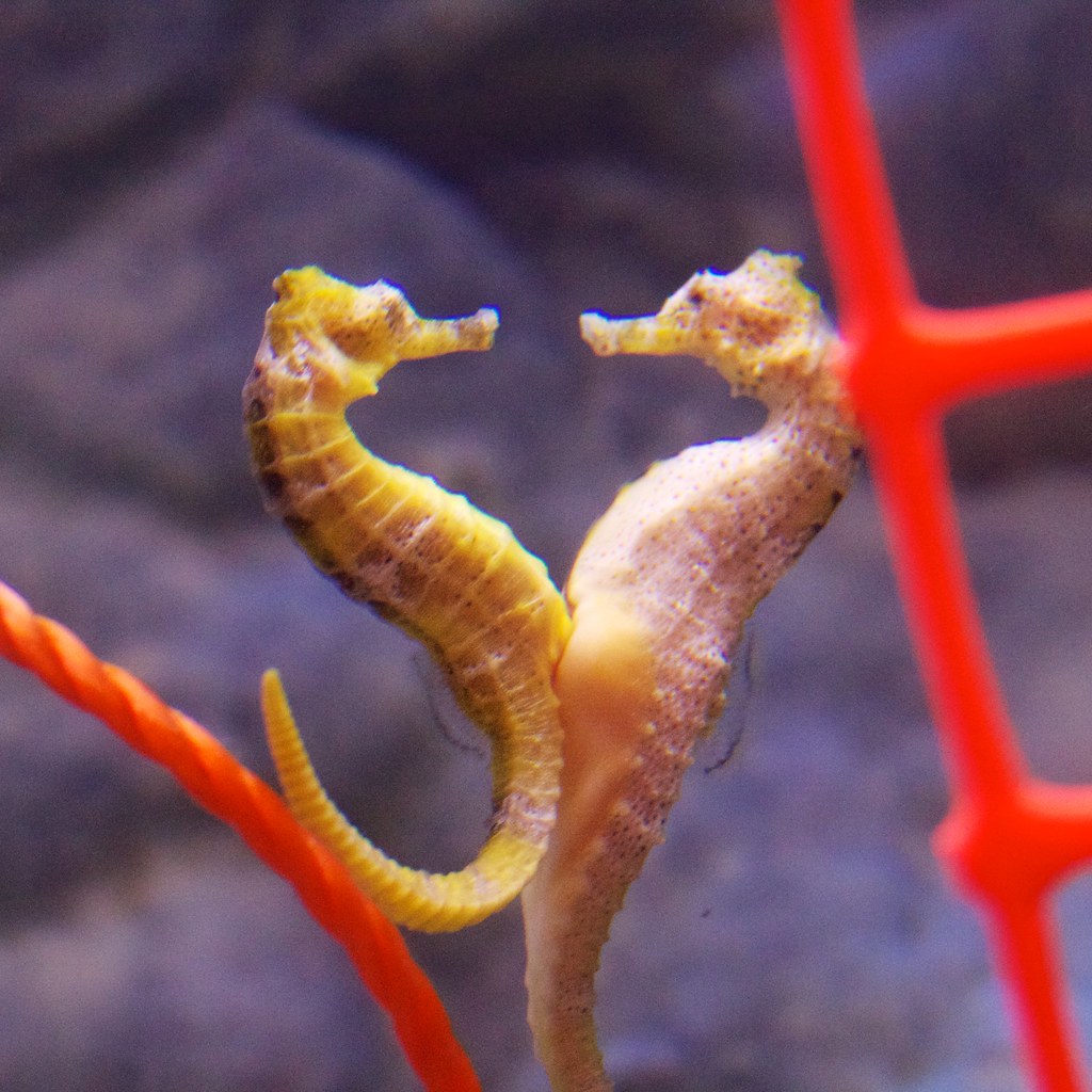 Seahorses