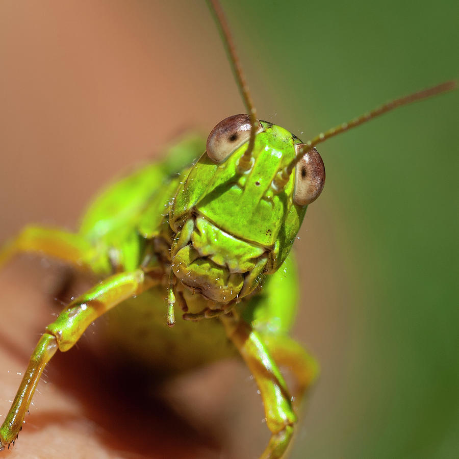 Crickets