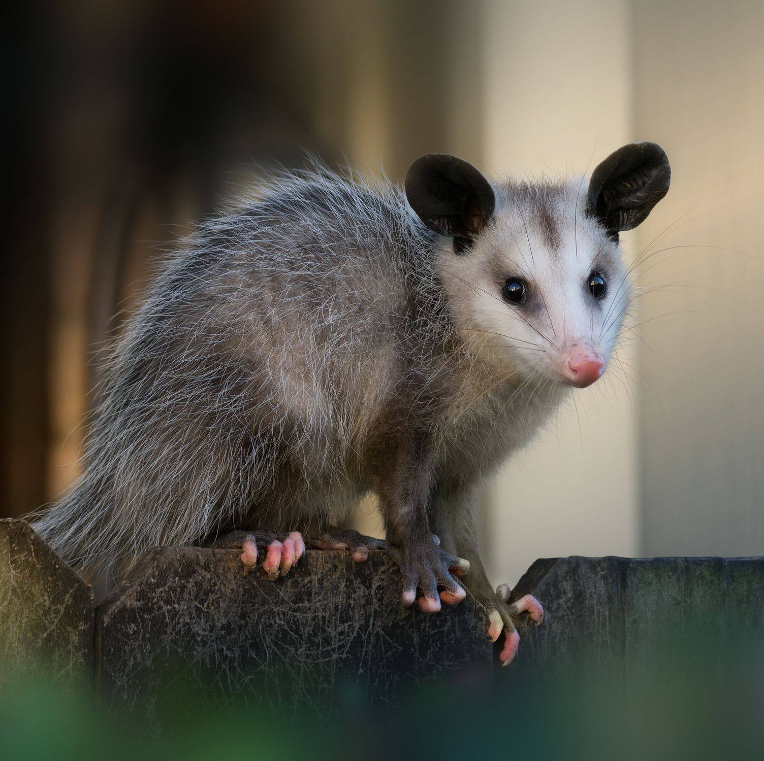 Possum