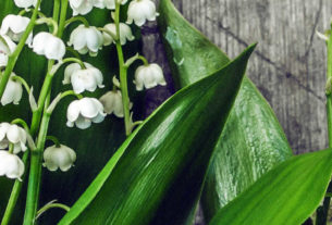 Lily of the Valley is the traditional flower of May