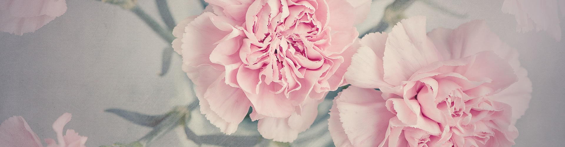 The Carnation is the traditional flower of january