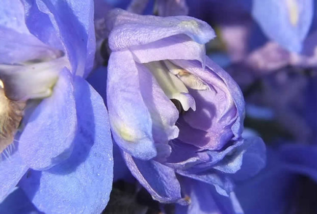 Larkspur is the traditional flower of July.