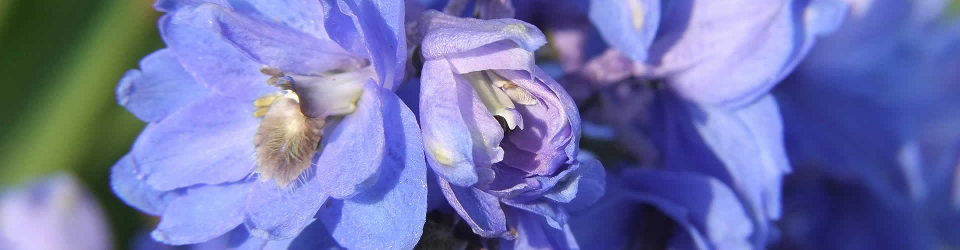 Larkspur is the traditional flower of July.