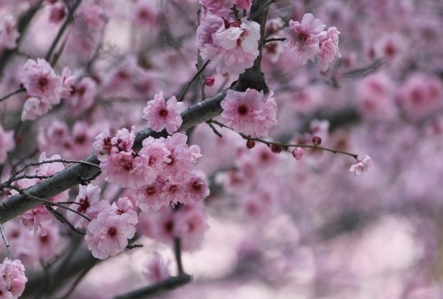 Cherry Blossom